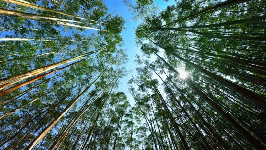 Cabos para indústria de papel